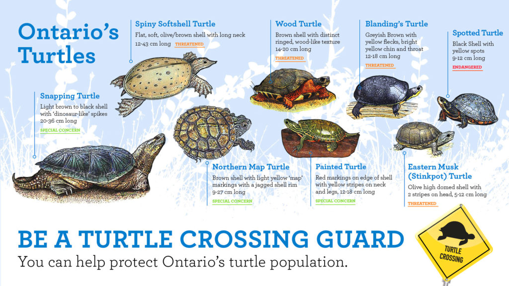 Types of turtles in Ontario