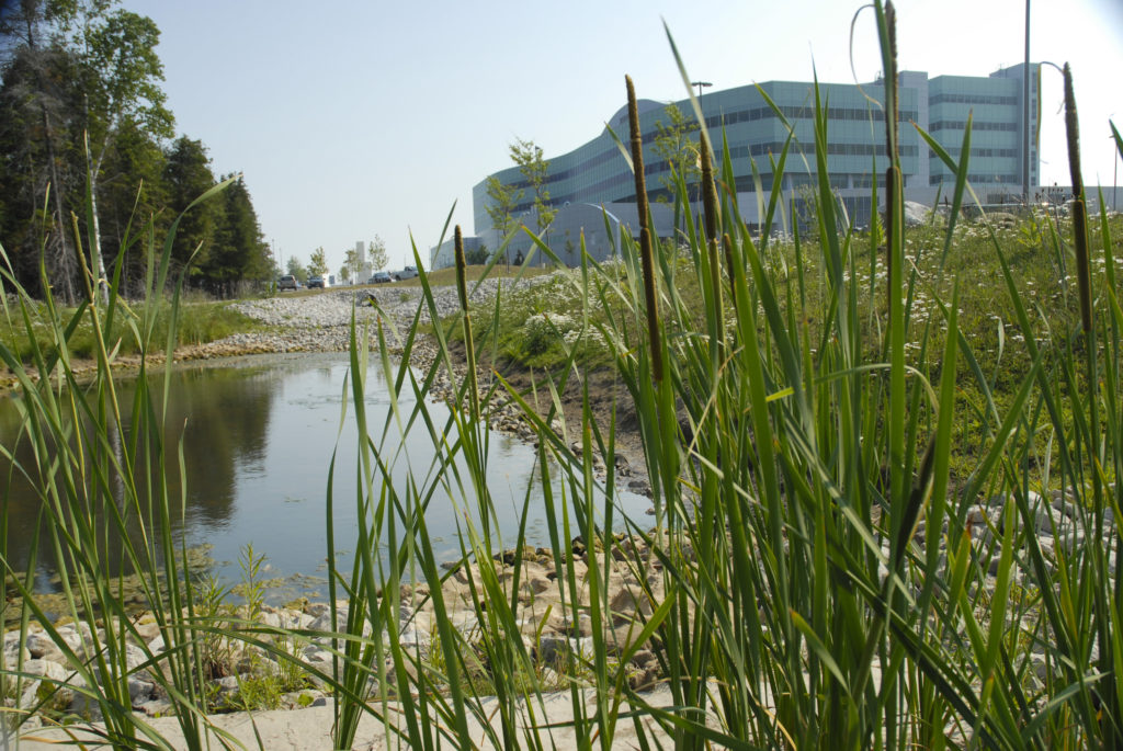 view of wetlands