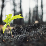 wildfire relief stock photo