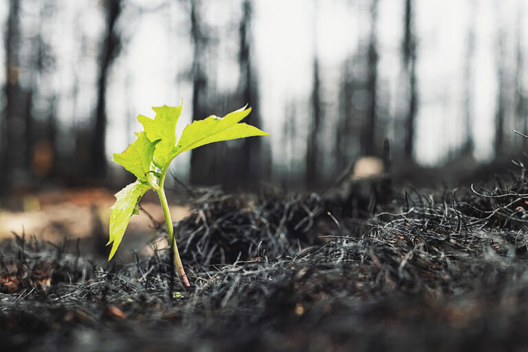 wildfire relief stock photo