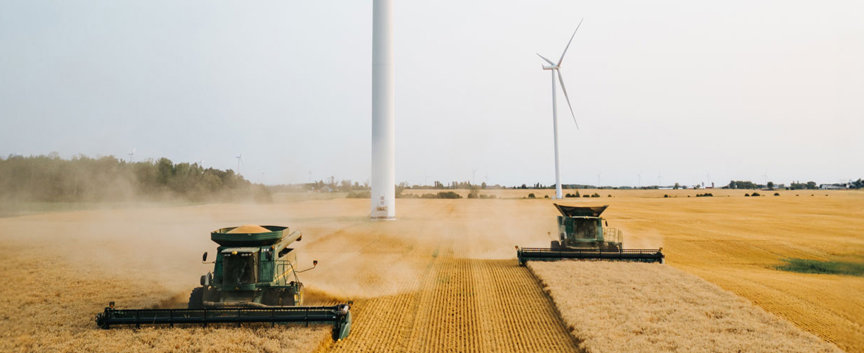 Wheat Harvest